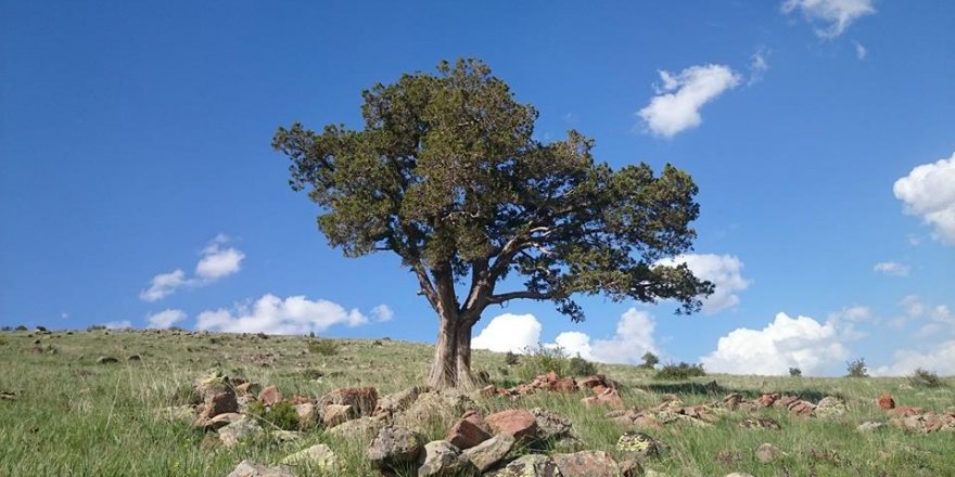 Divriği Höbek Köyü Resimleri