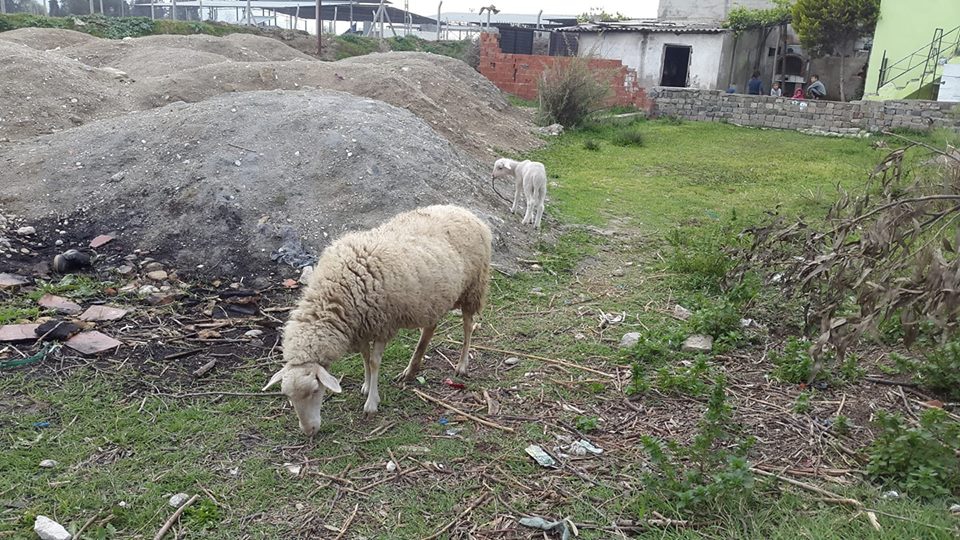 Efeler Ovaeymir Köyü Resimleri 1