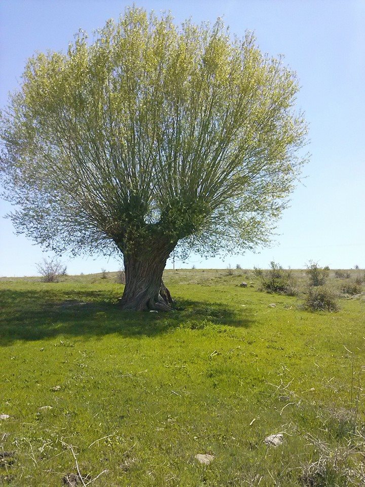 Divriği İnanlı Köyü Resimleri 20