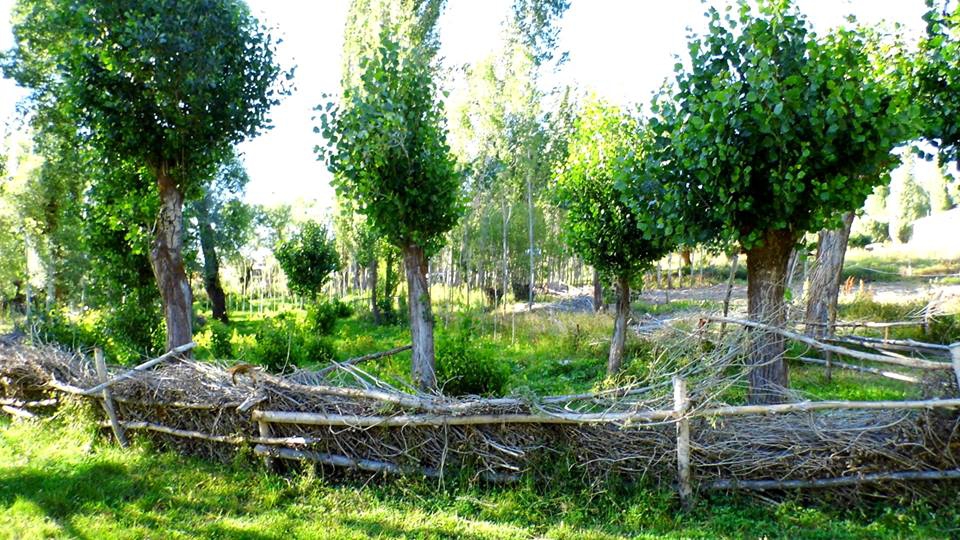 Divriği Karaağaçlı Köyü Resimleri 23