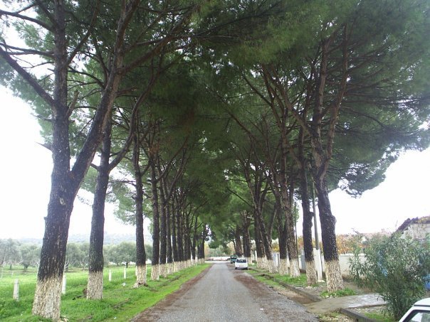 Germencik Neşetiye Köyü Resimleri 6