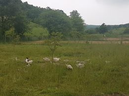 Kandıra Çakmaklar Köyü Resimleri 2