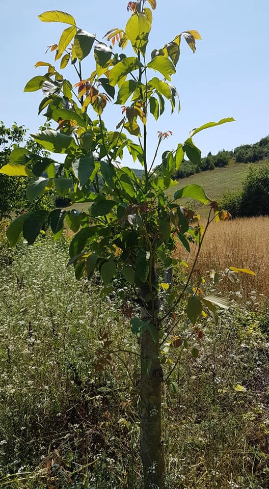 Kandıra Çakmaklar Köyü Resimleri 3