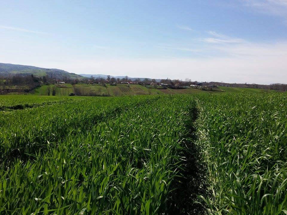 Kandıra Döngelli Köyü Resimleri 1