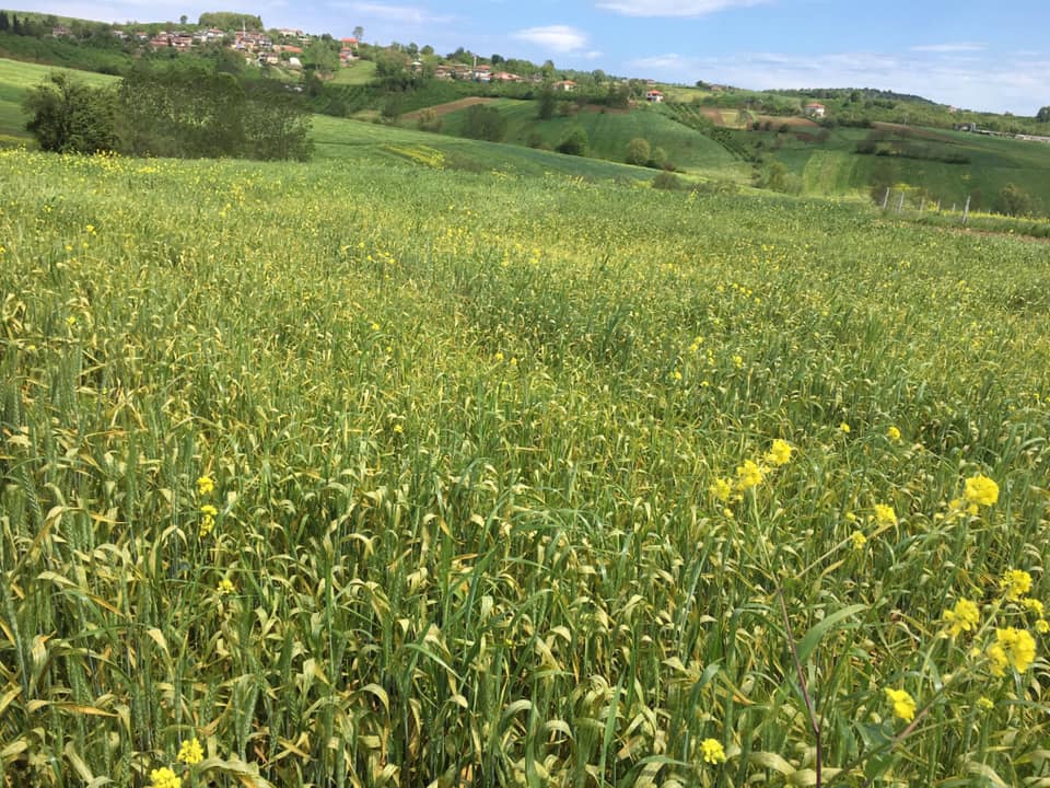 Kandıra Eğercili Köyü Resimleri 9