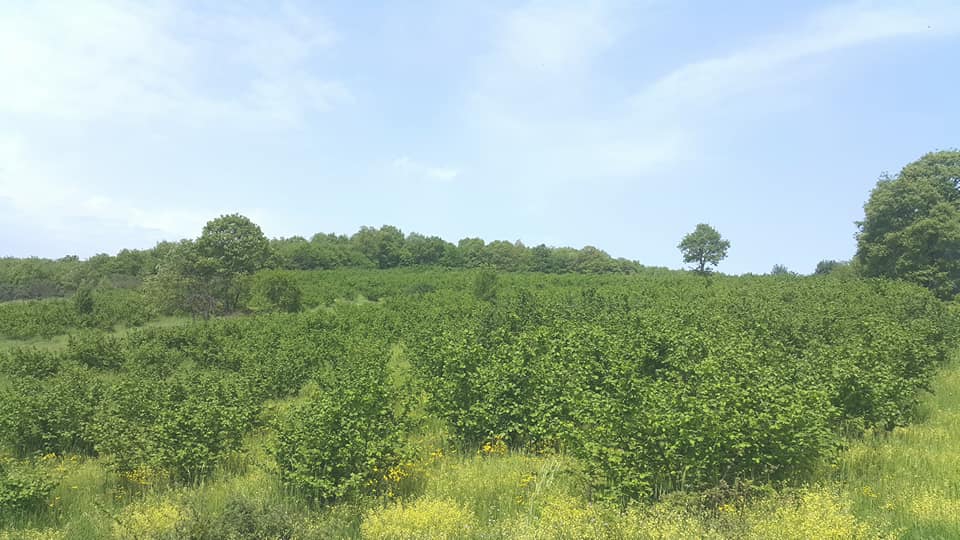 Kandıra Gebeşler Köyü Resimleri 4