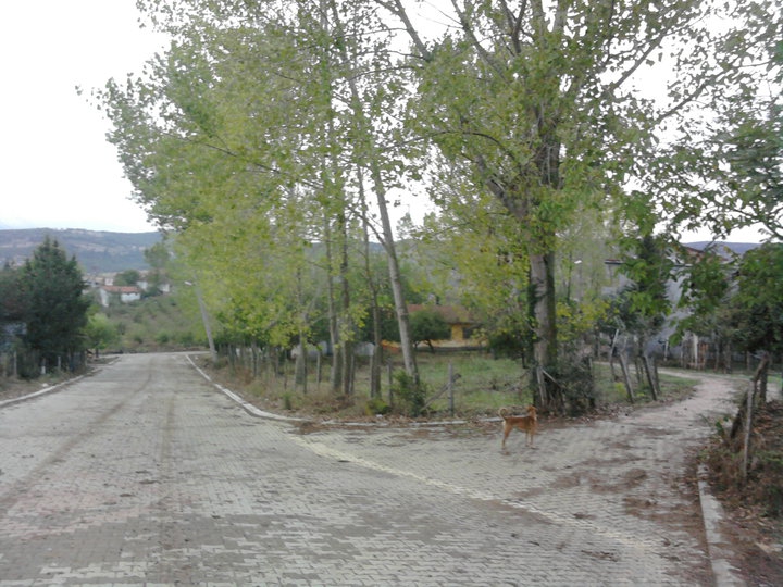 Kandıra Hacılar Köyü Resimleri 4