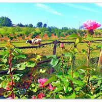 Kandıra Hüdaverdiler Köyü Resimleri 10