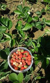 Kandıra Hüdaverdiler Köyü Resimleri 11