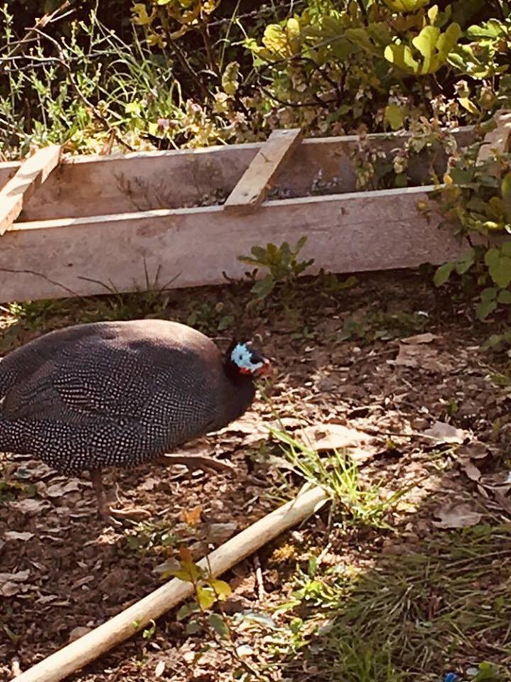 Kandıra İncecik Köyü Resimleri 10