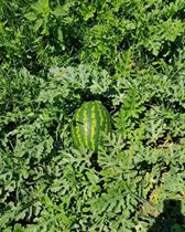 Kandıra Kırkarmut Köyü Resimleri 3