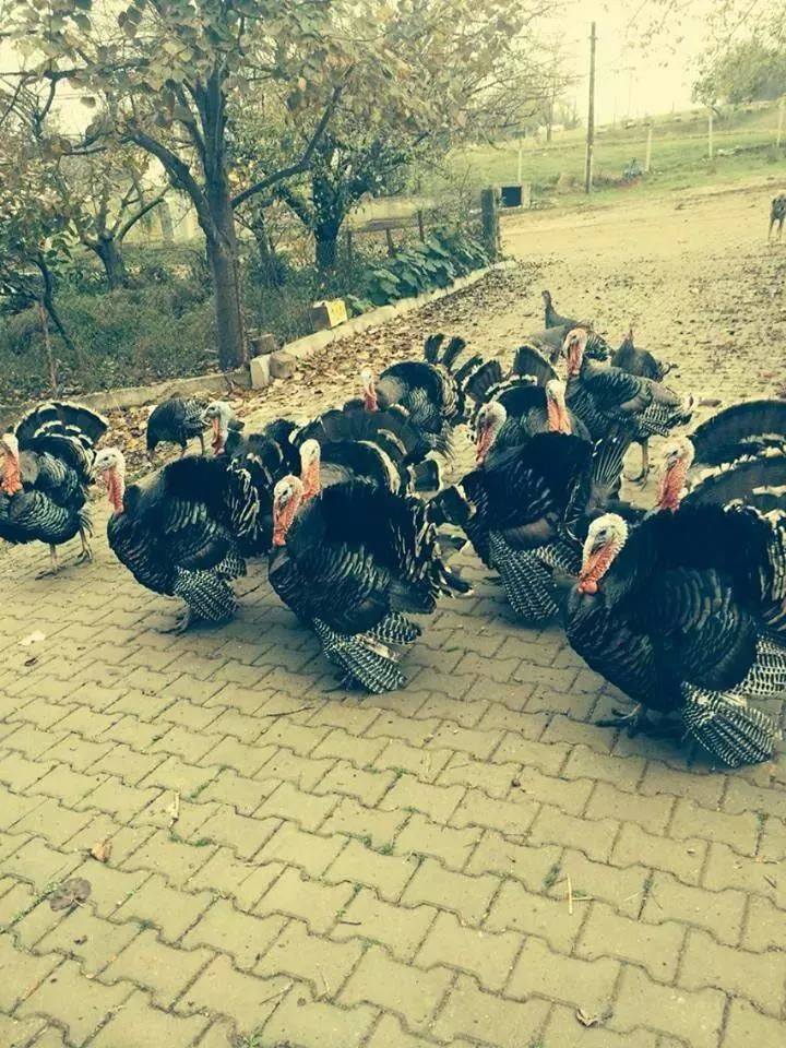 Kandıra Lokmanlı Köyü Resimleri 1