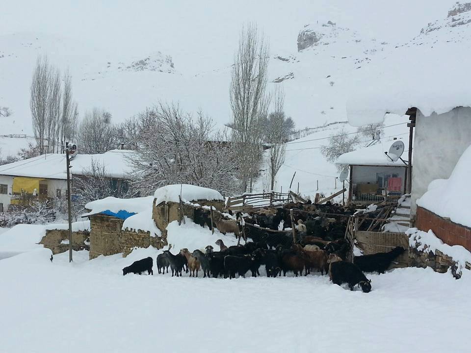 Divriği Kayaburun Köyü Resimleri 24