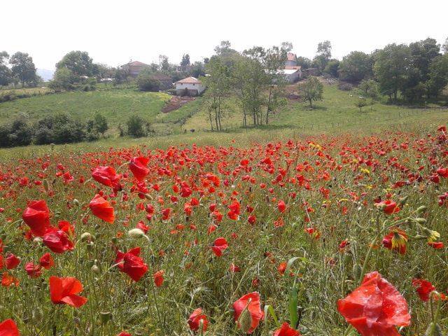 Kandıra Ömerli Köyü Resimleri 5