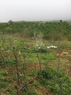 Kandıra Pirceler Köyü Resimleri 7