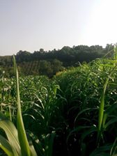 Kandıra Selimköy Köyü Resimleri 4