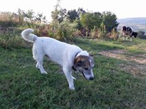 Kandıra Seyitaliler Köyü Resimleri 4