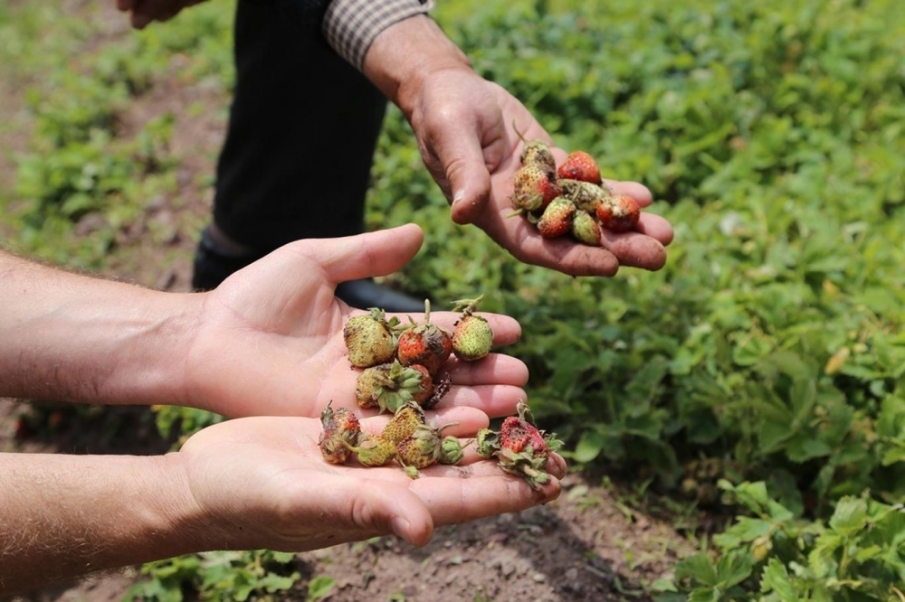 Maden Akboğa Köyü Resimleri 2