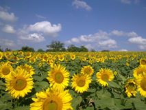 Kandıra Süllü Köyü Resimleri 1