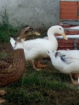 Kandıra Topluca Köyü Resimleri 8