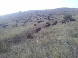 Kovancılar Yukarıkanatlı Köyü Resimleri 2