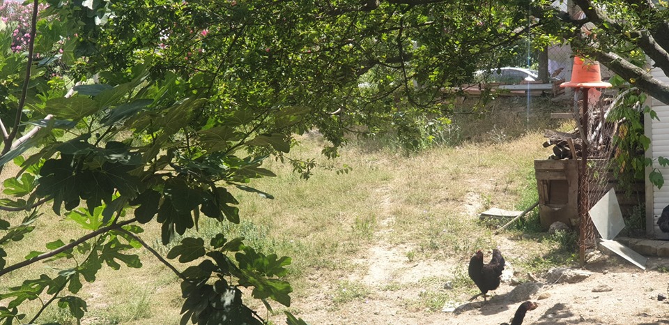 Karamürsel Dereköy Köyü Resimleri 8