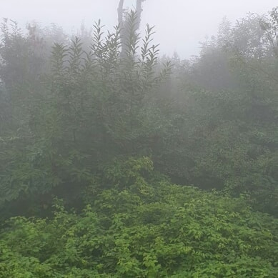 Kartepe Maşukiye Köyü Resimleri 2