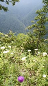 Kartepe Pazarçayırı Köyü Resimleri 4