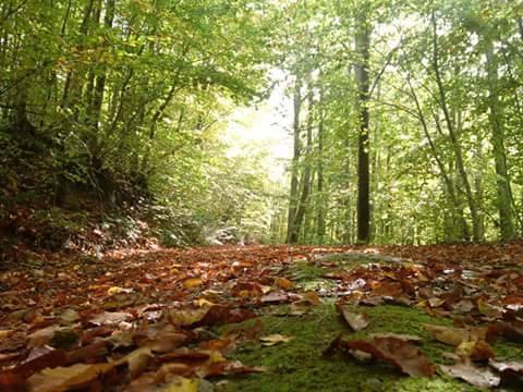 Kartepe Sultaniye Köyü Resimleri 1