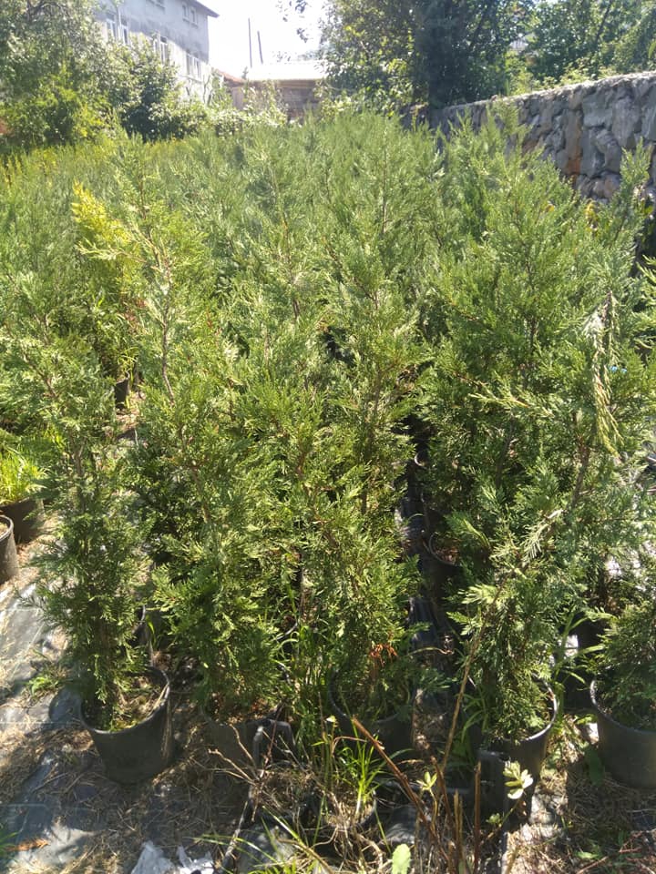 Kartepe Şirin Sulhiye Köyü Resimleri 2