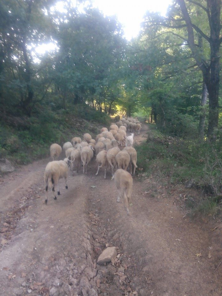 Körfez Sevindikli Köyü Resimleri 3