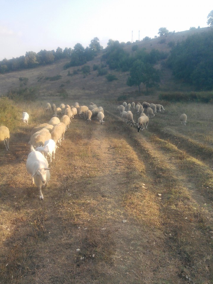 Körfez Sevindikli Köyü Resimleri 4