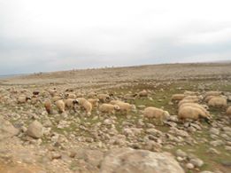 Çermik Akçörten Köyü Resimleri 1