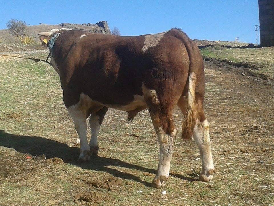 Çermik Artuk Köyü Resimleri 1