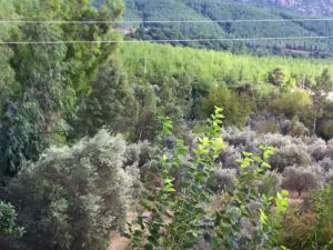 Adana Kozan Ferhatlı Köyü Resimleri