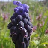 Çermik Aşağışeyler Köyü Resimleri 1