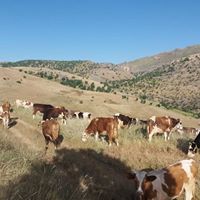 Çermik Aşağışeyler Köyü Resimleri 17