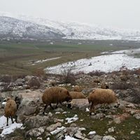 Çermik Aşağışeyler Köyü Resimleri 9