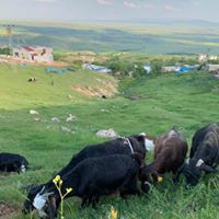 Çermik Başarı Köyü Resimleri 12