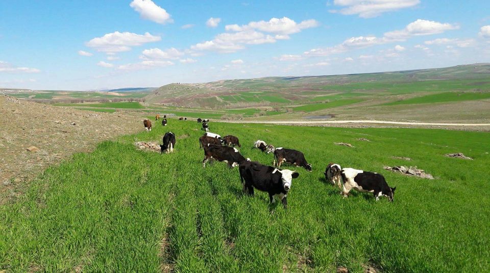 Çermik Başarı Köyü Resimleri 6