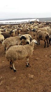 Çermik Bircemal Köyü Resimleri 3