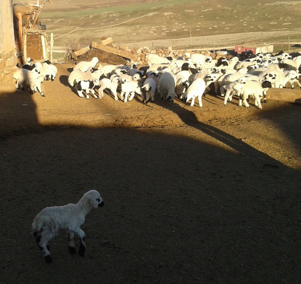 Çermik Çalıtepe Köyü Resimleri 2