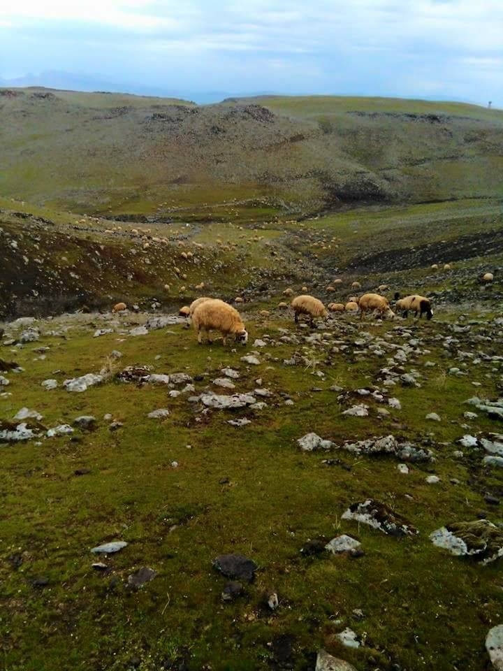 Çermik Çalıtepe Köyü Resimleri 6
