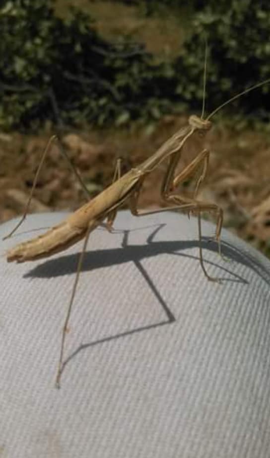 Çermik Göktepe Köyü Resimleri 4