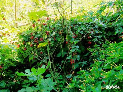 Adana Kozan Gedikli Köyü Resimleri 1