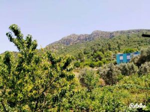 Adana Kozan Gedikli Köyü Resimleri