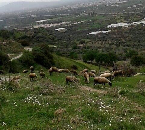 İncirliova Karabağ Köyü Resimleri 4