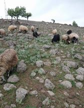 Çermik Kuşlukçayırı Köyü Resimleri 5