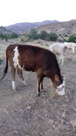 Elbistan Armutalan Köyü Resimleri 1