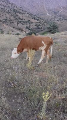 Elbistan Armutalan Köyü Resimleri 10